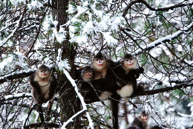 Kína misztikus majmai - Filmfotók