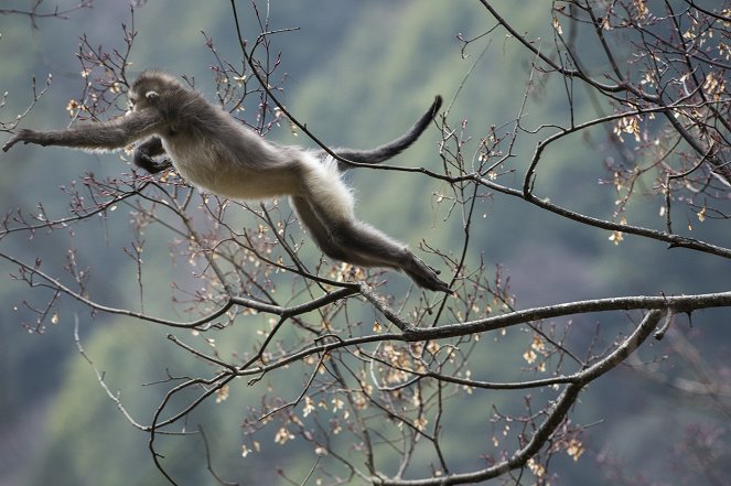 Mystery Monkeys Of Shangri-La - Photos