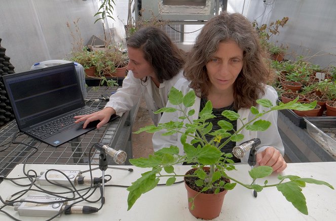 Le génie des plantes - Do filme