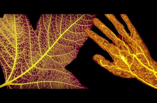 Die erstaunlichen Fähigkeiten der Pflanzen - Filmfotos
