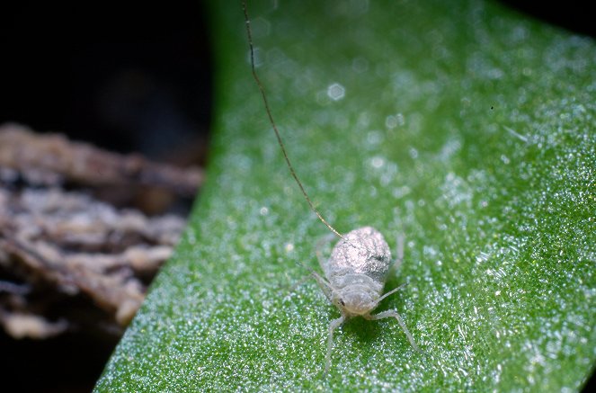 Le génie des plantes - Photos