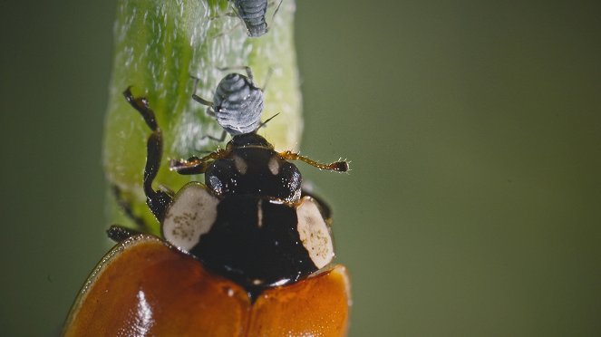 Webs & Wings – Nature's Tiny Ballet - Photos