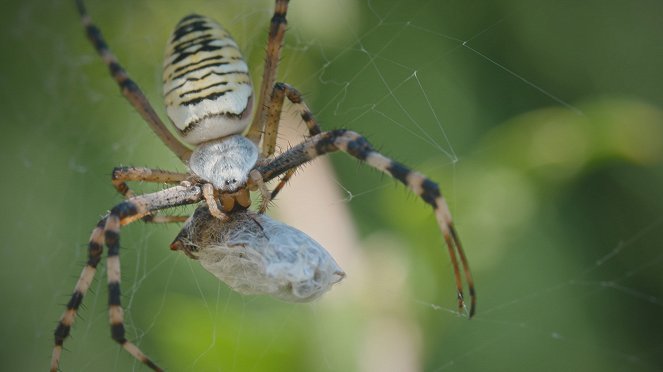 Webs & Wings – Nature's Tiny Ballet - Photos