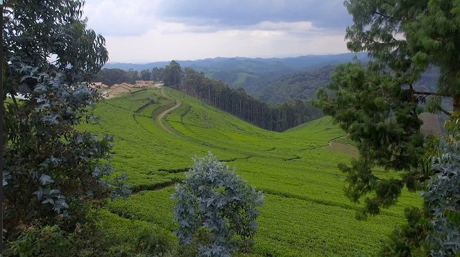 Rwanda, the Price of Success - Photos