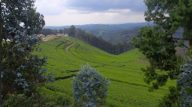 Rwanda, cena za úspěch - Z filmu