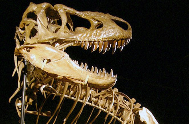 Auf der Jagd nach Dino-Fossilien - Filmfotos