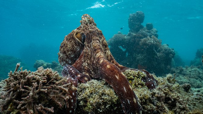 Secrets of the Octopus - Photos