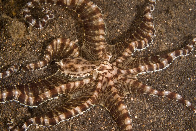 Die geheimnisvolle Welt der Oktopusse - Filmfotos