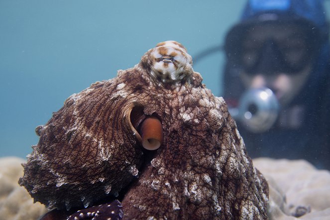 Die geheimnisvolle Welt der Oktopusse - Filmfotos