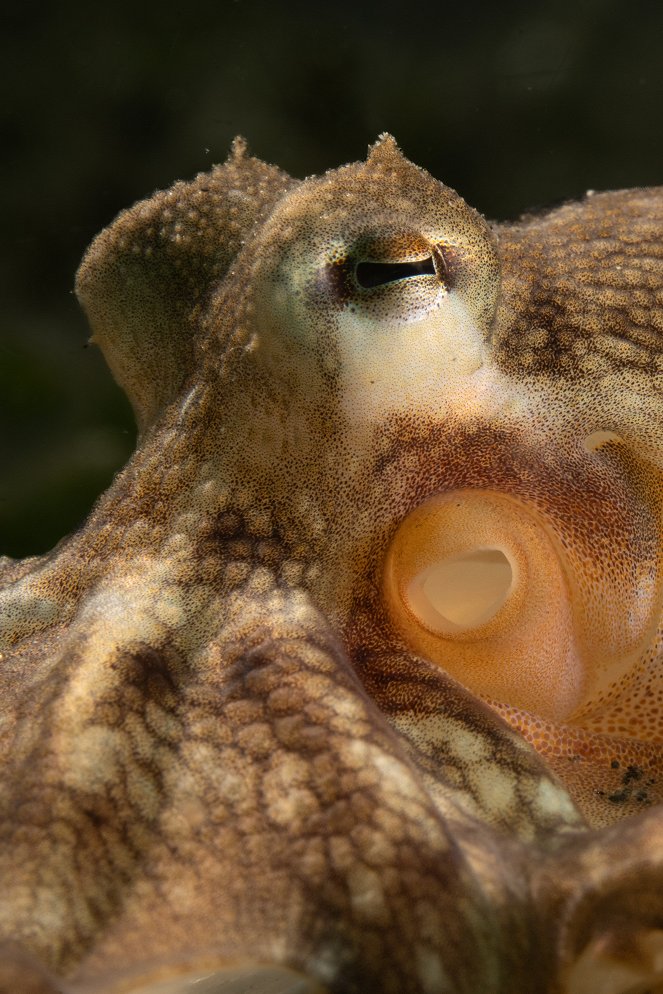 Tajemství chobotnic - Z filmu