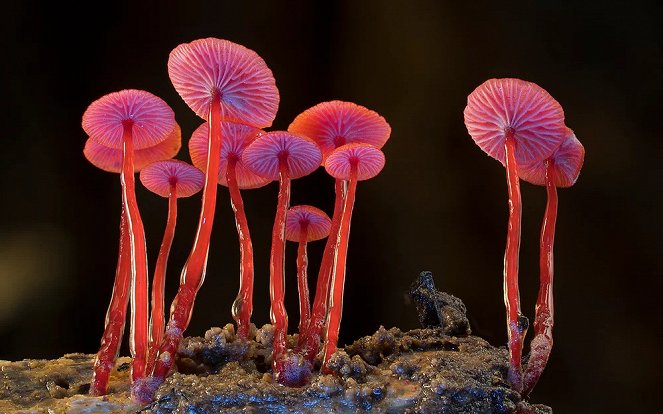 Fungi: Web of Life - Kuvat elokuvasta
