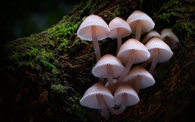 Fungi: Web of Life - Z filmu