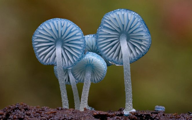 Fungi: Web of Life - Filmfotók