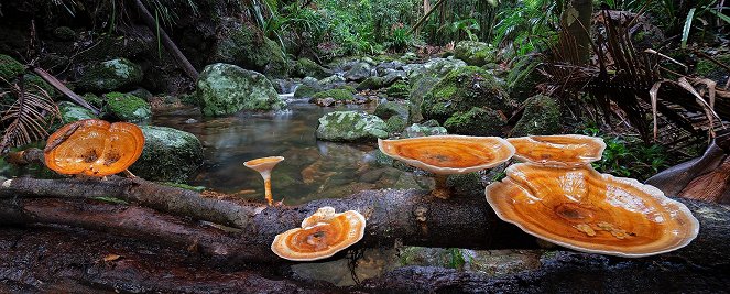 Fungi: Web of Life - Photos