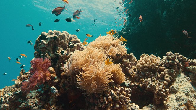 Beneath the Surface: The Fight for Coral - Do filme