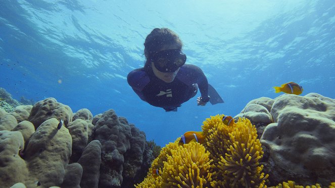 Pod povrchem: Bitva o korálové útesy - Z filmu