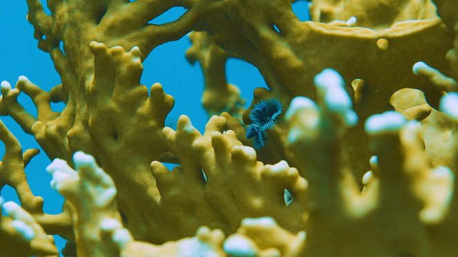 Pod povrchem: Bitva o korálové útesy - Z filmu