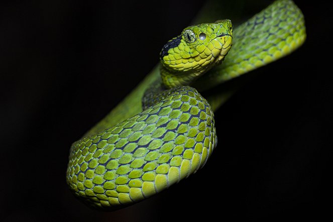 World's Weirdest Snakes - Do filme