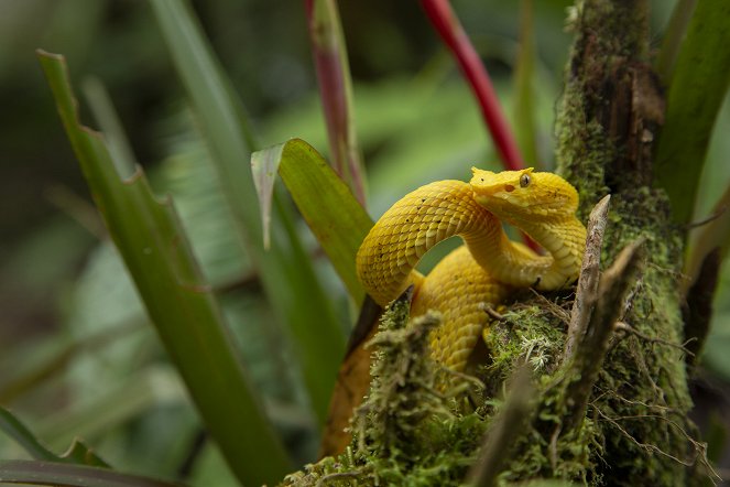 World's Weirdest Snakes - Photos