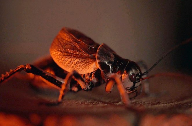 Bug Sex: It’s Complicated - Z filmu