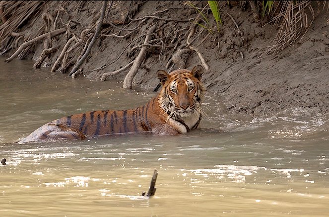 Sundarbans, im Reich der Königstiger - Filmfotos