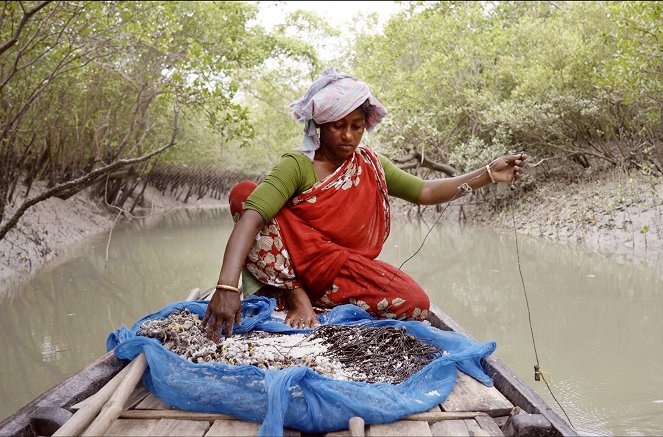 Sundarbans, im Reich der Königstiger - Filmfotos