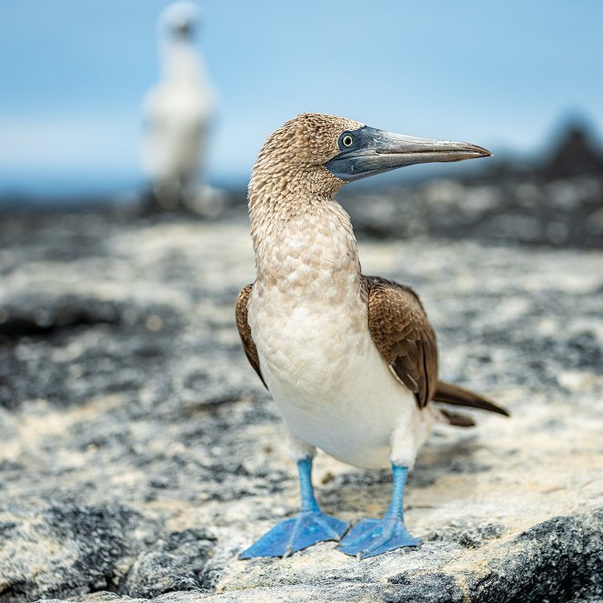 Faszination Erde - mit Hannah Emde: Galapagos – Inseln der Freaks - Filmfotos