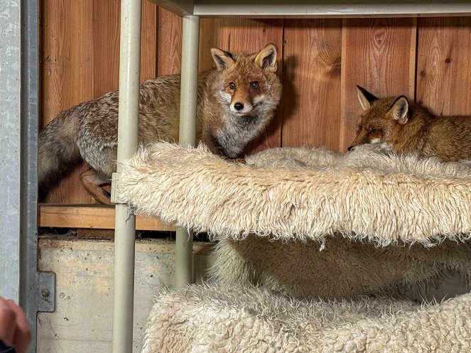 Tierische Augenblicke - Photos