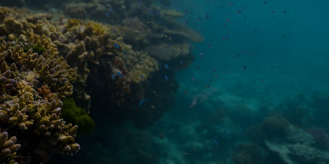 Deep Dive Australia - Kuvat elokuvasta