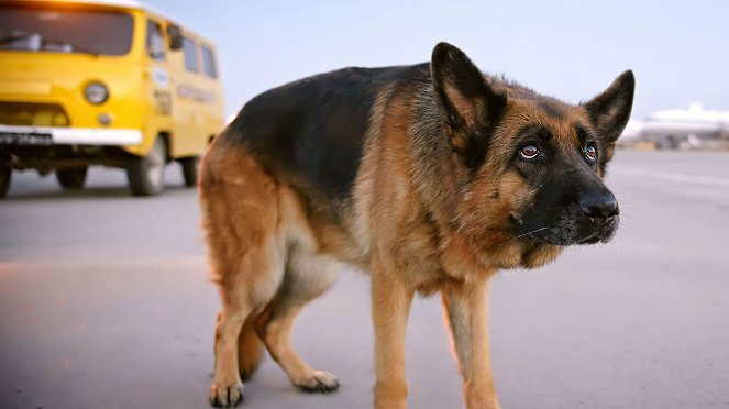 Ein Hund namens Palma - Filmfotos