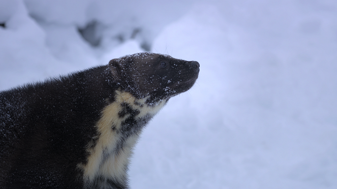 Our Living World - Breaking Point - Van film