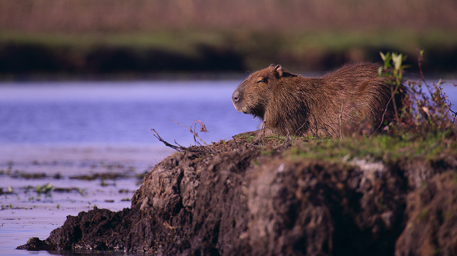 Our Living World - Road to Recovery - Photos