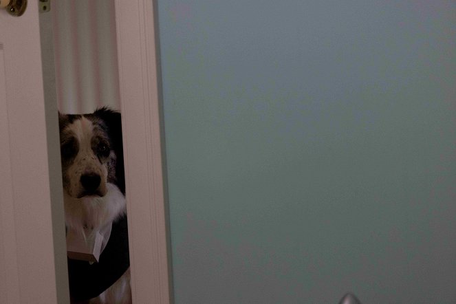 Die Hunde-Gang - Helden auf vier Pfoten - Filmfotos