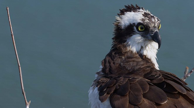 Osprey: Sea Raptor - Do filme
