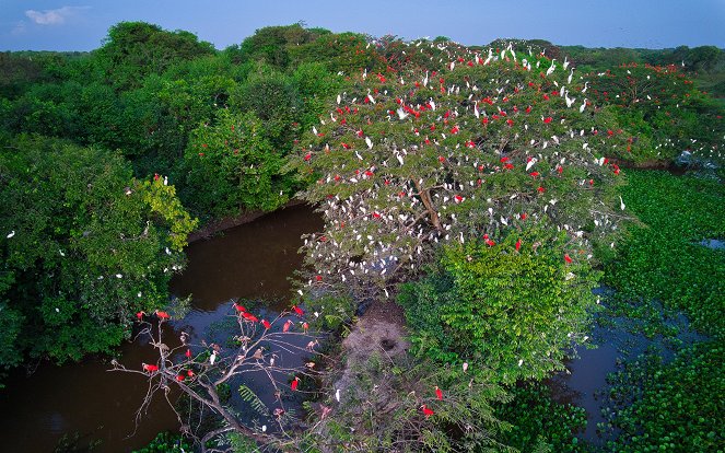 Ohrožená Amazonie - Mokřady - Kuvat elokuvasta