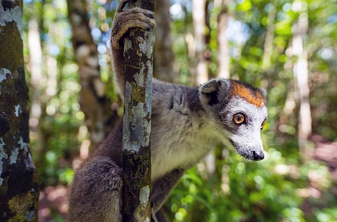 Madagaskar - Der achte Kontinent - De la película