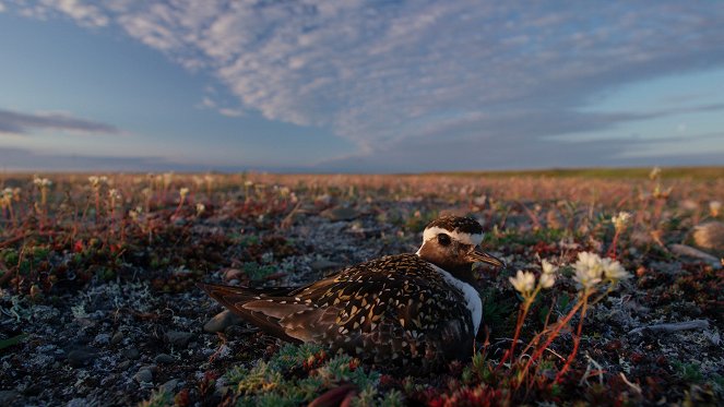 The Arctic: Our Last Great Wilderness - Photos