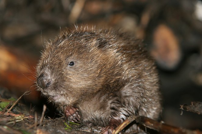 Das Oder-Delta - Grenzenlose Wildnis an der Ostsee - Z filmu