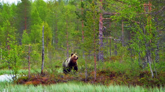 The Bear Forest - Photos