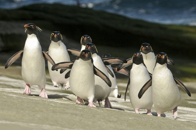 Tučňáci - život z blízka - Z filmu