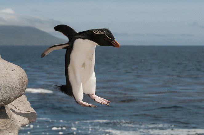 Erlebnis Erde: Pinguine hautnah - Filmfotos
