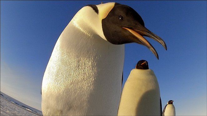 Penguins - Spy in the Huddle - Van film