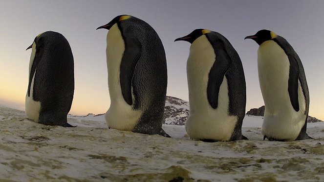 Erlebnis Erde: Pinguine hautnah - Filmfotos