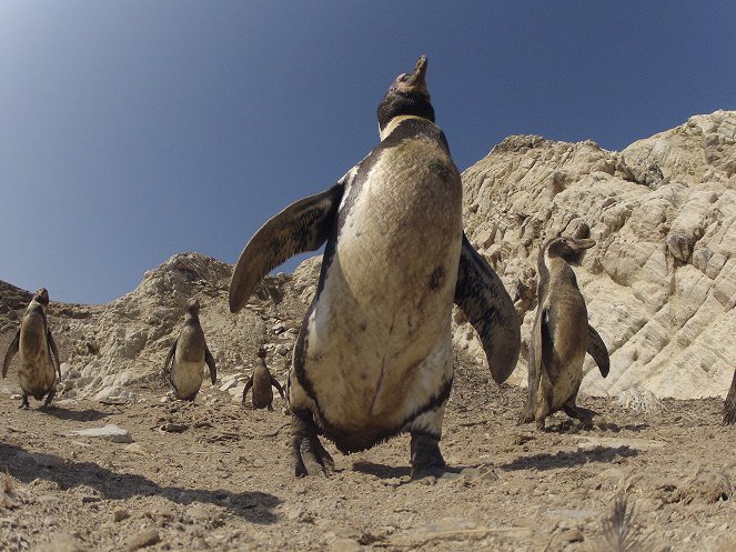 Penguins - Spy in the Huddle - Van film