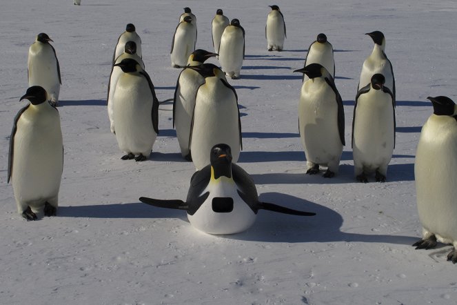 Penguins - Spy in the Huddle - Do filme