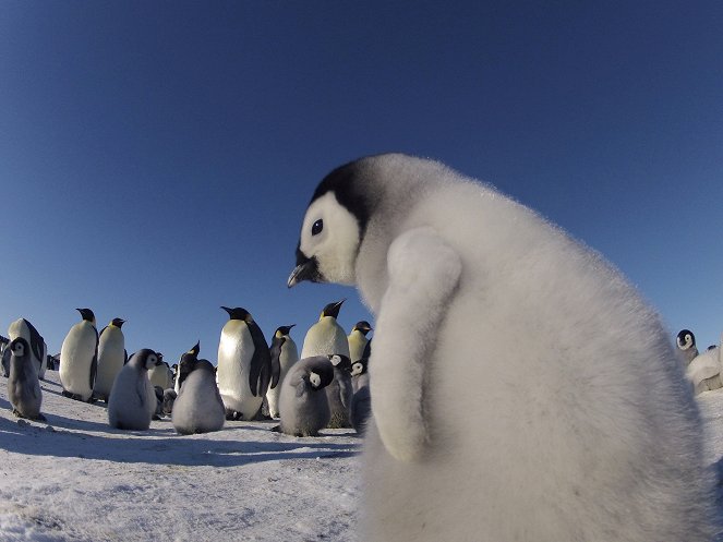 Penguins - Spy in the Huddle - Van film