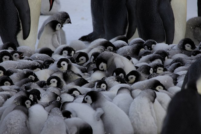 Penguins - Spy in the Huddle - Photos