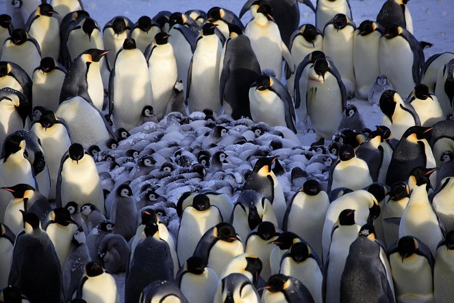 Penguins - Spy in the Huddle - Z filmu