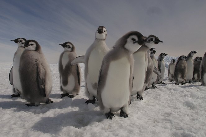 Tučňáci - život z blízka - Z filmu