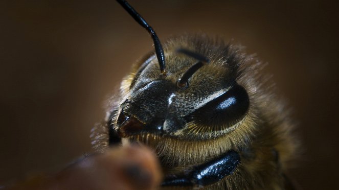 Secret World of Sound with David Attenborough - Finding a Voice - Photos